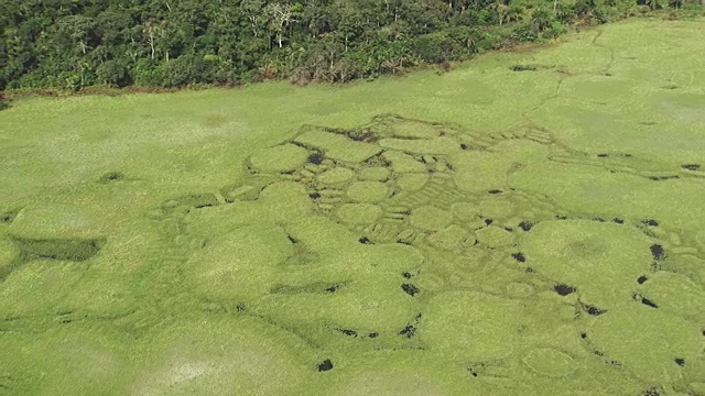 刚果:阿利马河周围草地的图形视频素材