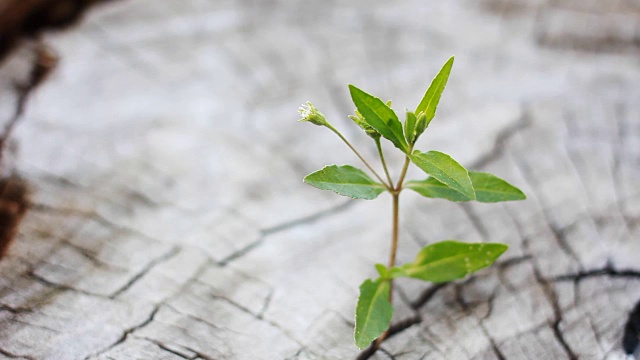 在树桩上发芽新生命视频素材