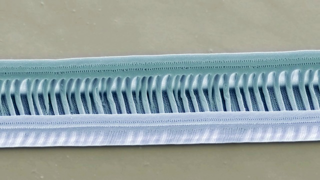 Diatom,没有视频素材