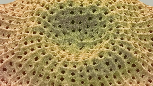 Diatom,没有视频素材