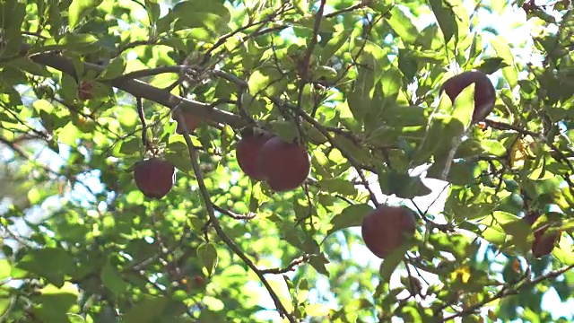 苹果树枝上的红苹果视频素材