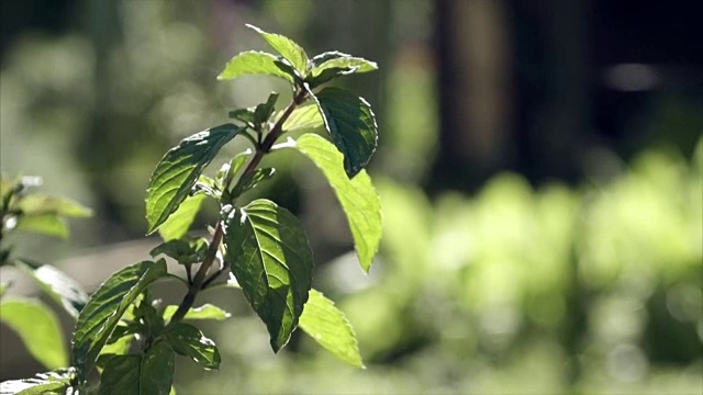 薄荷被风带着视频下载