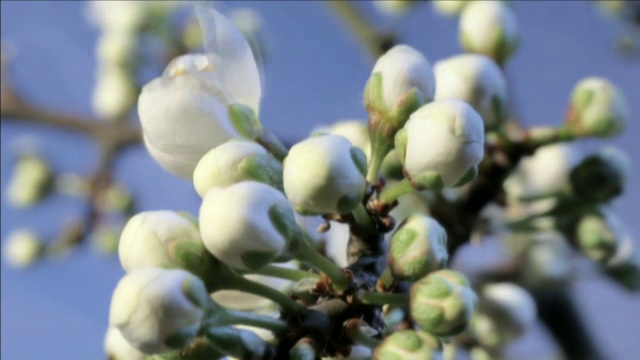 “苹果树开花，时间流逝”视频素材