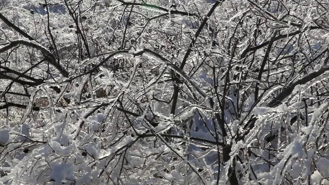 冰雪风暴之后视频素材