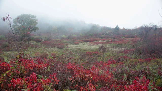 阿巴拉契亚山脉的山雾视频素材