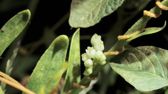 “菟丝子寄生植物花朵，时光流逝”视频素材