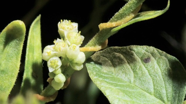 “菟丝子寄生植物花朵，时光流逝”视频素材