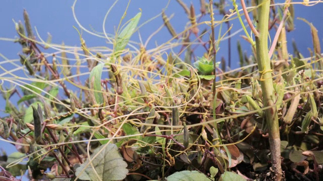 “菟丝子寄生植物，时光流逝”视频素材