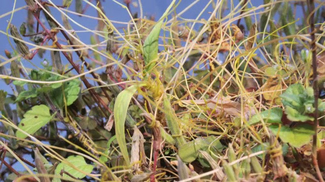 “菟丝子寄生植物，时光流逝”视频素材