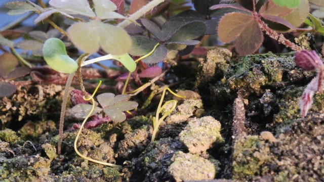 “菟丝子寄生植物，时光流逝”视频素材