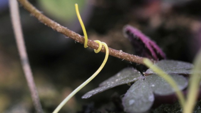 “菟丝子寄生植物，时光流逝”视频素材