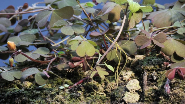 “菟丝子寄生植物，时光流逝”视频素材