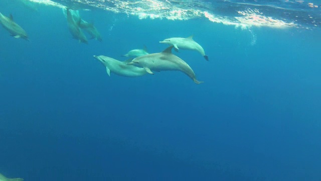 大西洋斑海豚Stenella正面视频素材