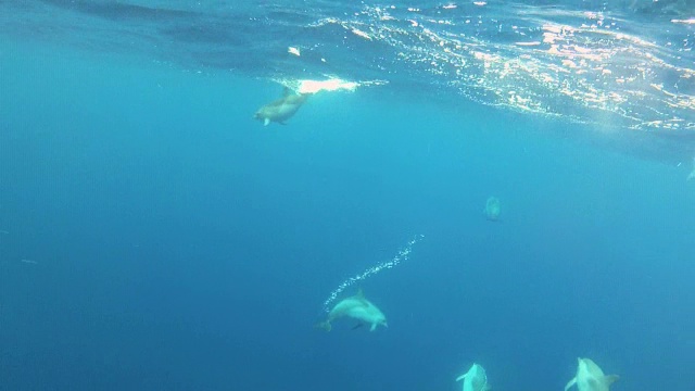 大西洋斑海豚Stenella正面视频素材