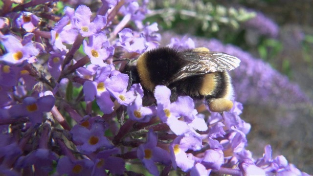 大黄蜂在Buddleja视频素材