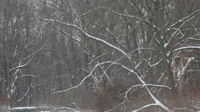 刚下的雪粘在树枝上视频素材