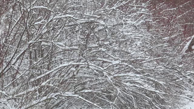 刚下的雪粘在树枝上视频素材