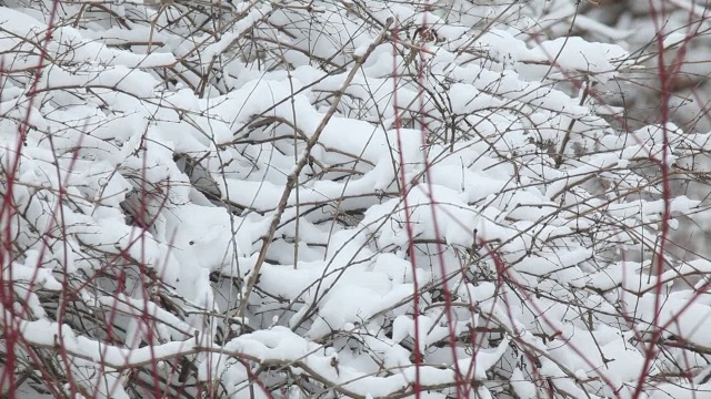 刚下的雪粘在树枝上视频素材