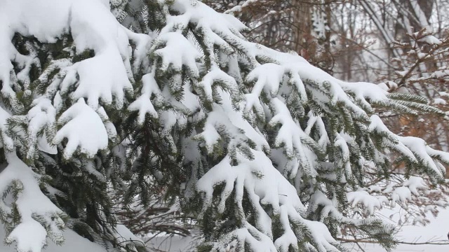 刚下的雪粘在树枝上视频素材