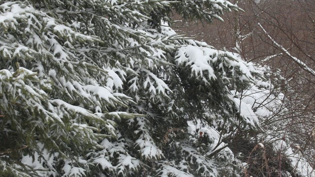 刚下的雪粘在树枝上视频素材