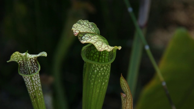 美洲猪笼草植株近处视频素材