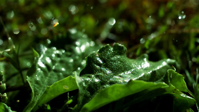 雨落在绿色植物上视频素材