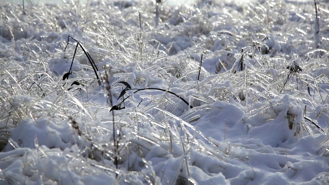 冰雪风暴之后视频素材