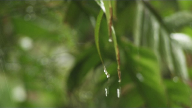 落在植物上的雨视频素材