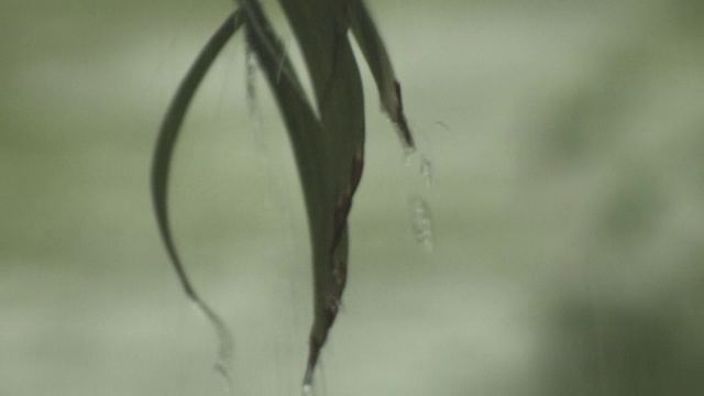 落在植物上的雨视频素材