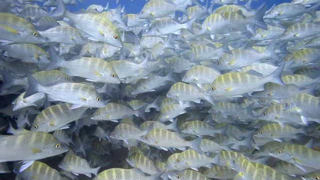 学校的毕业生视频素材