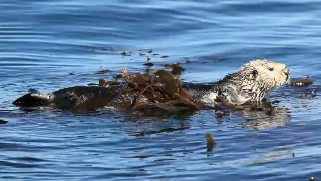 海獭视频素材