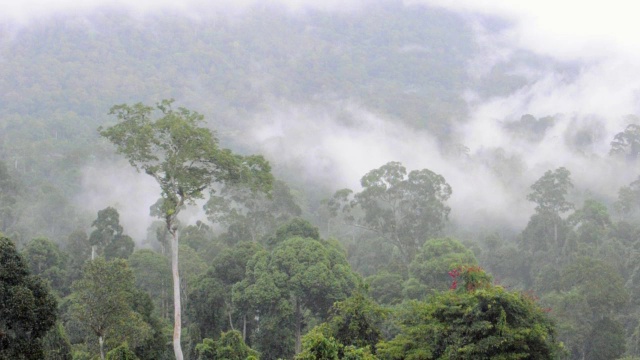 Maliau盆地热带雨林视频素材