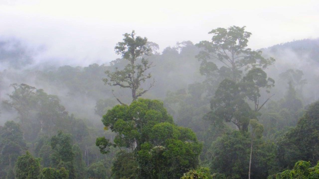 Maliau盆地热带雨林视频素材