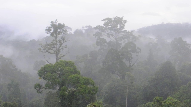 Maliau盆地热带雨林视频素材