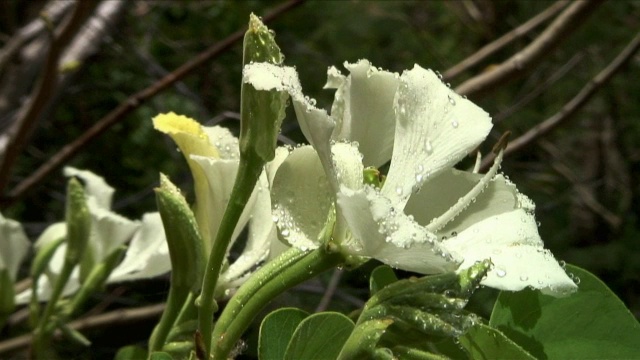 热带花卉视频素材