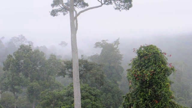 Maliau盆地热带雨林视频素材