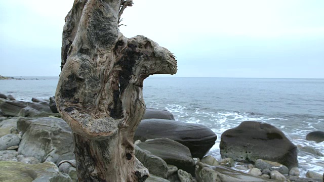 在英国多塞特的一个多岩石的海滩上，潘来到一块风化的木头上。视频素材