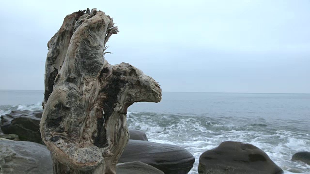 多塞特海滩上一个被风吹雨打的树桩的近景。视频素材