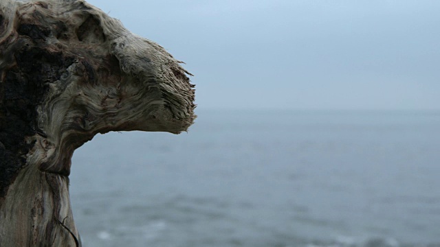 近景拍摄在海滩上一块风化的木头。视频素材