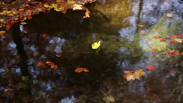 秋天的叶子在水面上视频素材