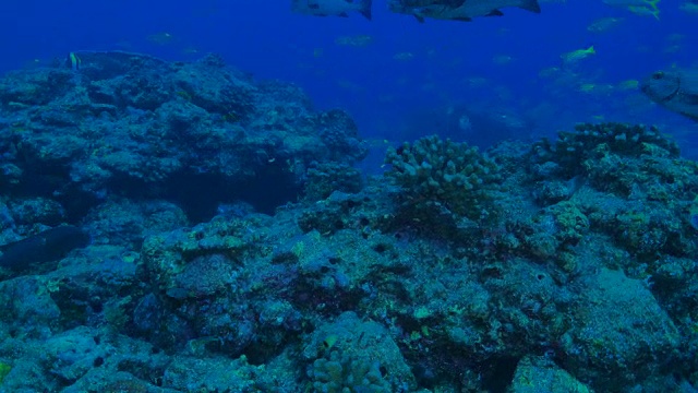 斑点纹鲷(Plectorhinchus picus)，黄斑鲷(Sea Bream)视频素材