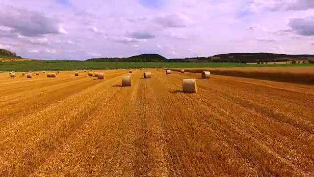 飞过玉米地视频素材