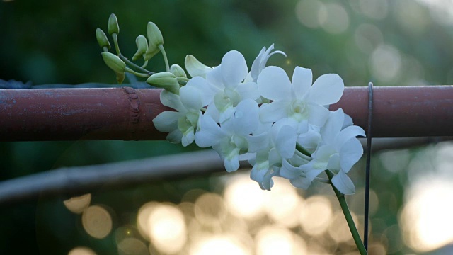 兰花视频素材