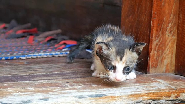 条纹的小猫的猫视频素材