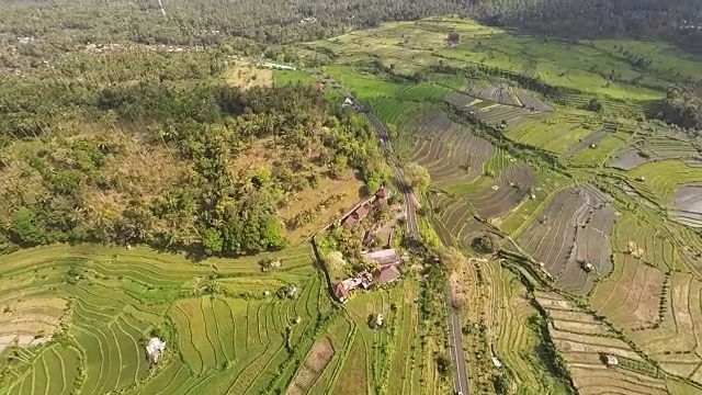 美丽的稻田，巴厘岛，鸟瞰图视频素材