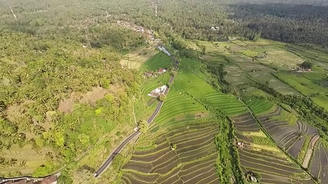 美丽的稻田，巴厘岛，鸟瞰图，向后视频下载