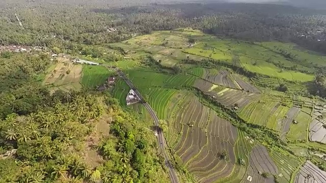 美丽的稻田，巴厘岛，鸟瞰图视频下载