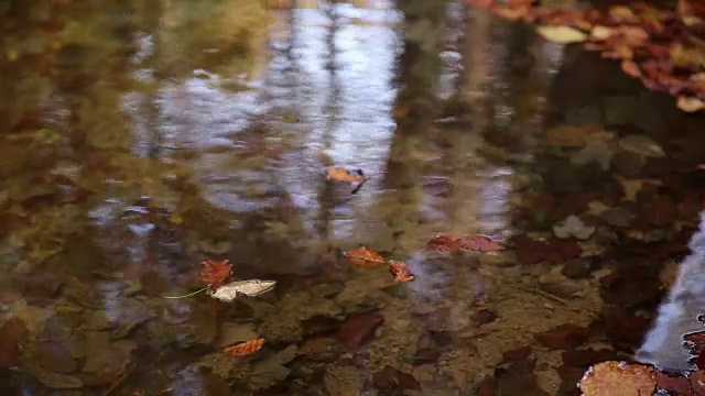 秋天的叶子在水面上视频素材