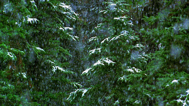 中景雪落在松树上/奥林匹克半岛，华盛顿视频素材