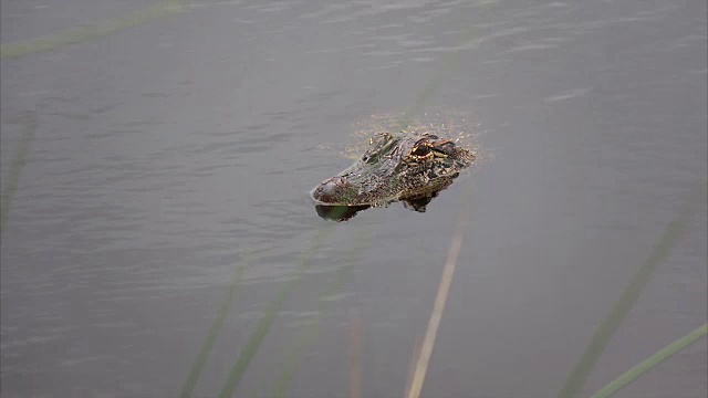 路易斯安那州萨宾国家野生动物保护区沼泽中的短吻鳄视频素材